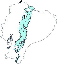 Cavia porcellus