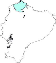 Cebus capucinus