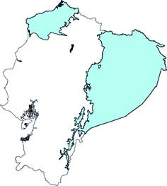 Chiroderma trinitatum
