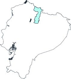 Cryptotis niausa