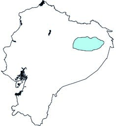 Cynomops milleri