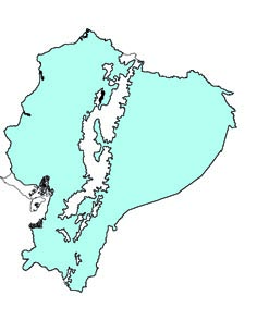 Dasypus novemcinctus