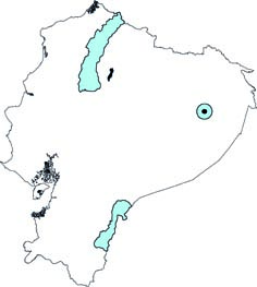 Dinomys branickii