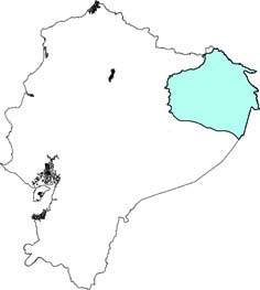 Glossophaga commissarissi