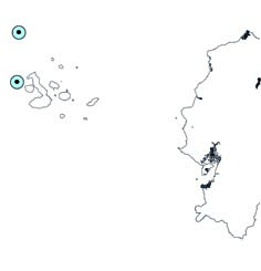 Indopacetus pacificus