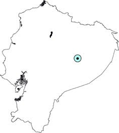 Lampronycteris brachyotis