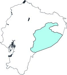 Leontocebus lagonotus