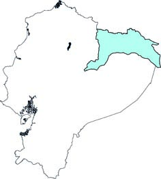 Leontocebus nigricollis