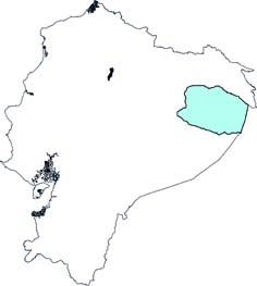 Leontocebus tripartirus