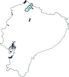Lonchophylla chocoana