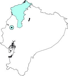 Lonchophylla concava