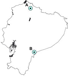 Lonchophylla fornicata y L orienticollina