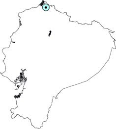 Micronycteris giovanniae