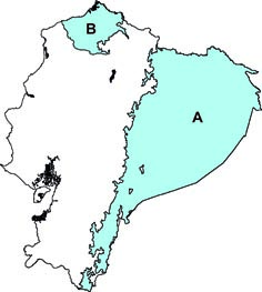 Microsciurus flaviventer