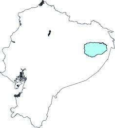 Molossops temnickii