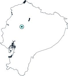Myotis diminutus