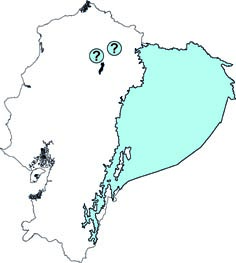 Nectomys apicalis