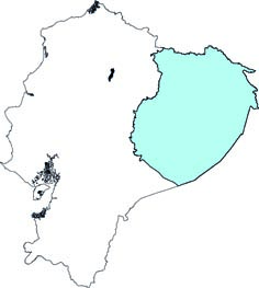 Noctilio albiventris