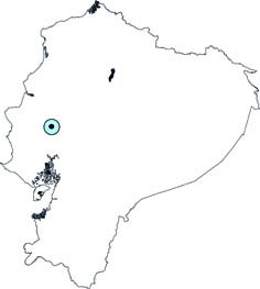 Nyctinomops laticaudatus