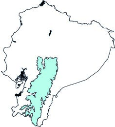 Phyllotis andium