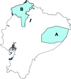 Platyrrhinus angustirostris y P chocoensis