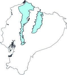Platyrrhinus dorsalis