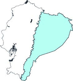 Platyrrhinus infuscus