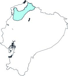Platyrrhinus vittatus