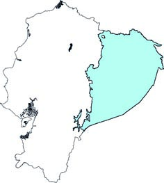 Proechimys brevicauda