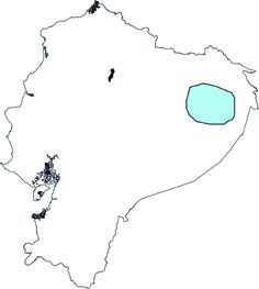 Pteronotus parnellii
