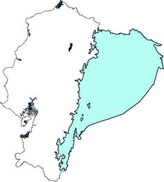 Rhinophylla pumilio