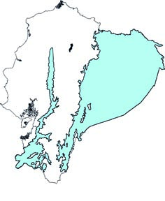 Rhipidomys leucodactylus