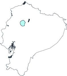 Rhogeessa io
