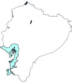 Rhogeessa velilla