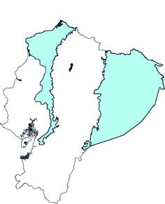 Rhynchonycteris naso