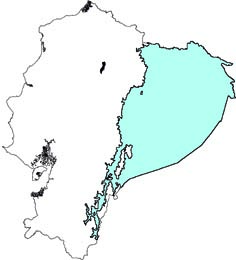 Saimiri cassiquiarensis