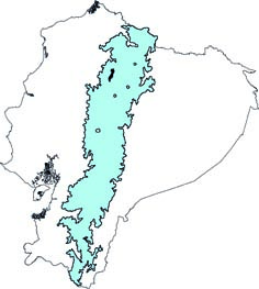 Sylvilagus andium