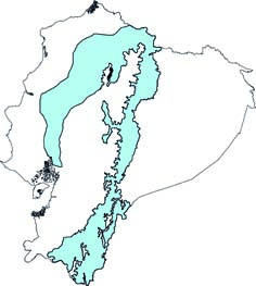 Tadarida brasiliensis
