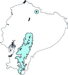 Thomasomys taczanowskii