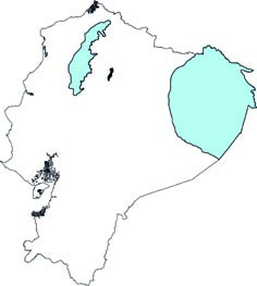 Thyroptera discifera