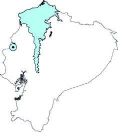 Transandinomys bolivaris