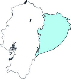 Uroderma magnirostrum