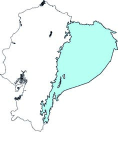 Vampyrodes caraccioli
