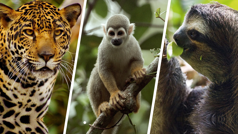Especies Endémicas